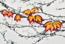 September 2015 Photo Contest 2nd Place Prize Winner