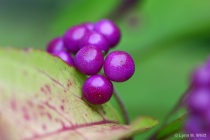 September 2015 Photo Contest 2nd Place Prize Winner