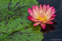 November 2015 Photo Contest 2nd Place Prize Winner