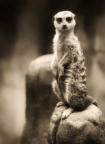 May 2016 Photo Contest 2nd Place Prize Winner