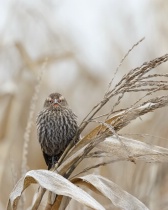 December 2015 Photo Contest 2nd Place Prize Winner