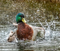 April 2016 Photo Contest 2nd Place Prize Winner