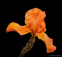 May 2016 Photo Contest 2nd Place Prize Winner
