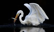 August 2016 Photo Contest 2nd Place Prize Winner