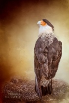 July 2016 Photo Contest 2nd Place Prize Winner