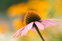 August 2016 Photo Contest 2nd Place Prize Winner