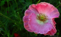 September 2016 Photo Contest 2nd Place Prize Winner