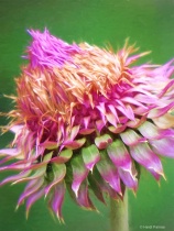 August 2016 Photo Contest 2nd Place Prize Winner