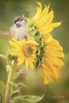August 2016 Photo Contest 2nd Place Prize Winner