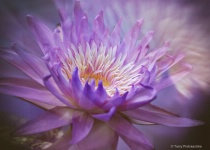 August 2016 Photo Contest 2nd Place Prize Winner