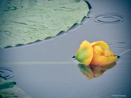 November 2016 Photo Contest 1st Place Prize Winner