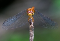 November 2016 Photo Contest 2nd Place Prize Winner