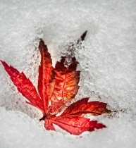 November 2016 Photo Contest 2nd Place Prize Winner