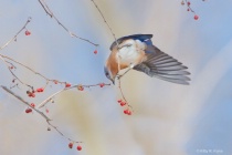 February 2017 Photo Contest 2nd Place Prize Winner