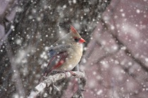 February 2017 Photo Contest 2nd Place Prize Winner