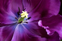 March 2017 Photo Contest 2nd Place Prize Winner