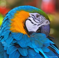 March 2017 Photo Contest 2nd Place Prize Winner