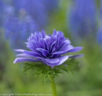 August 2017 Photo Contest 2nd Place Prize Winner