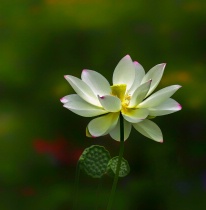 May 2017 Photo Contest 2nd Place Prize Winner