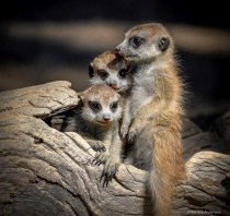 May 2017 Photo Contest 2nd Place Prize Winner
