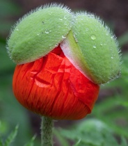 May 2017 Photo Contest 2nd Place Prize Winner