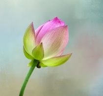 June 2017 Photo Contest 2nd Place Prize Winner