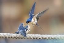 June 2017 Photo Contest 2nd Place Prize Winner