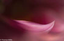 June 2017 Photo Contest 2nd Place Prize Winner