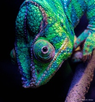 September 2017 Photo Contest 2nd Place Prize Winner