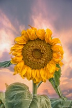 September 2017 Photo Contest 2nd Place Prize Winner