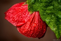 September 2017 Photo Contest 2nd Place Prize Winner