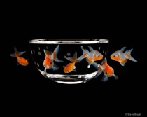 October 2017 Photo Contest 2nd Place Prize Winner