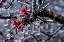 December 2017 Photo Contest 2nd Place Prize Winner