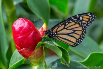 March 2018 Photo Contest 2nd Place Prize Winner