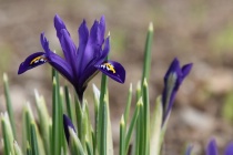March 2018 Photo Contest 2nd Place Prize Winner
