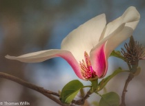 March 2018 Photo Contest 2nd Place Prize Winner