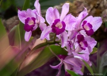 March 2018 Photo Contest 2nd Place Prize Winner