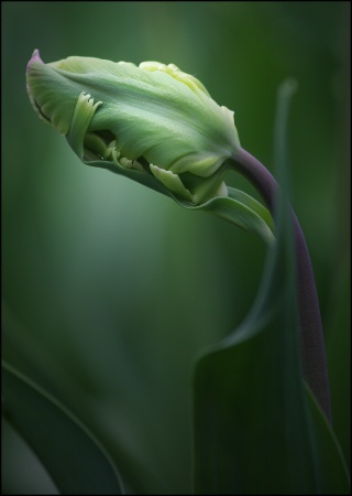 March 2018 Photo Contest 1st Place Prize Winner