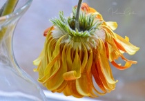 March 2018 Photo Contest 2nd Place Prize Winner