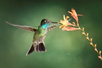 March 2018 Photo Contest 2nd Place Prize Winner