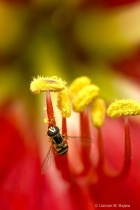 June 2018 Photo Contest 2nd Place Prize Winner