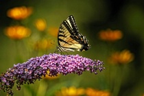May 2018 Photo Contest 2nd Place Prize Winner