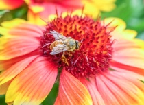 May 2018 Photo Contest 2nd Place Prize Winner