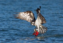 September 2018 Photo Contest 2nd Place Prize Winner