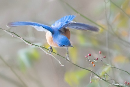 January 2019 Photo Contest 1st Place Prize Winner