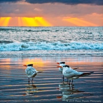 January 2019 Photo Contest 2nd Place Prize Winner