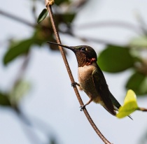 March 2019 Photo Contest 2nd Place Prize Winner