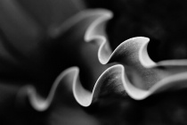 April 2019 Photo Contest 2nd Place Prize Winner